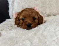 Rosa, a female Cavapoo for sale in Campbellsville, KY – Photo 1 of 5