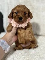 Rosa, a female Cavapoo for sale in Campbellsville, KY – Photo 5 of 5