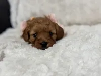 Rosa, a female Cavapoo for sale in Campbellsville, KY – Photo 4 of 5