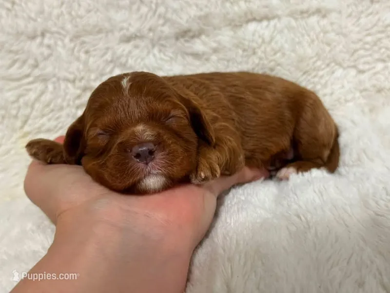 Bria – Cavapoo puppy for sale in Campbellsville, KY
