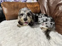 Shadow, a male Cavapoo for sale in Campbellsville, KY – 5 of 5