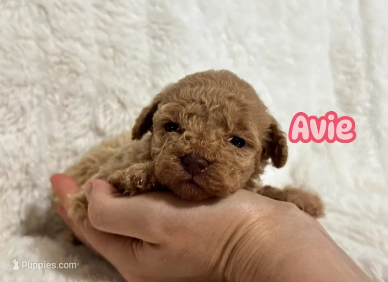 Avie – Poodle - Toy  puppy for sale in Campbellsville, KY