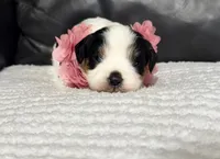 Emma, a female Cavapoo for sale in Campbellsville, KY – Photo 2 of 5