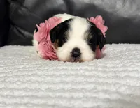 Emma, a female Cavapoo for sale in Campbellsville, KY – Photo 4 of 5