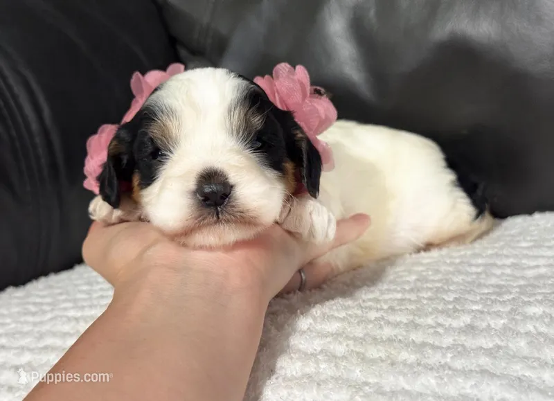 Emma – Cavapoo puppy for sale in Campbellsville, KY