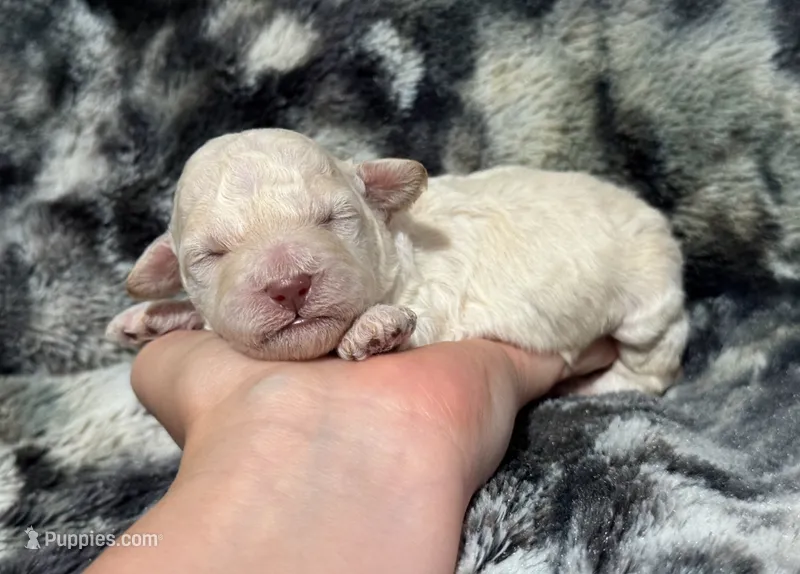 Cotsie – Poodle - Toy  puppy for sale in Campbellsville, KY