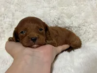 Nova, a female Cavapoo for sale in Campbellsville, KY – Photo 5 of 7