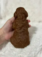 Nova, a female Cavapoo for sale in Campbellsville, KY – Photo 2 of 7