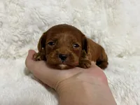 Nova, a female Cavapoo for sale in Campbellsville, KY – Photo 4 of 7