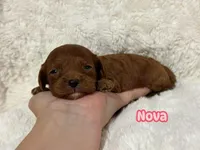 Nova, a female Cavapoo for sale in Campbellsville, KY – Photo 7 of 7