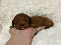 Nova, a female Cavapoo for sale in Campbellsville, KY – Photo 6 of 7