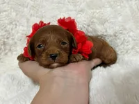 Nova, a female Cavapoo for sale in Campbellsville, KY – Photo 3 of 7