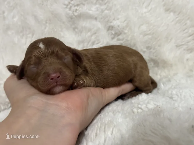 Damian Cole – Cavapoo puppy for sale in Campbellsville, KY