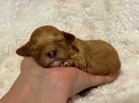 Apollo, a male Cavapoo for sale in Campbellsville, KY – 3 of 6
