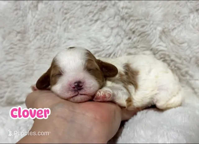 Clover – Cavapoo puppy for sale in Campbellsville, KY