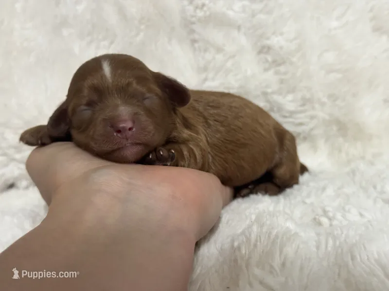 Dahlia Faye – Cavapoo puppy for sale in Campbellsville, KY