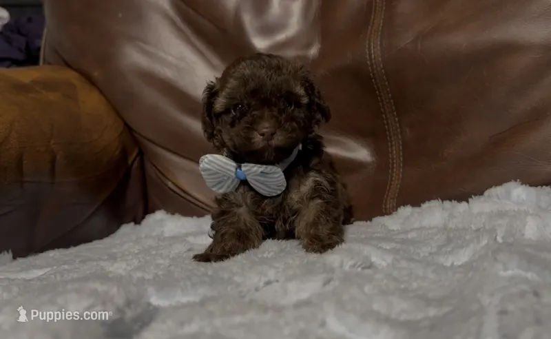 Loki – Poodle - Toy  puppy for sale in Campbellsville, KY