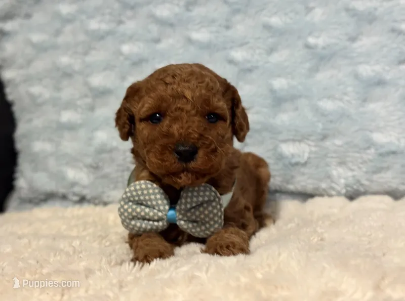 Riley – Cavapoo puppy for sale in Campbellsville, KY