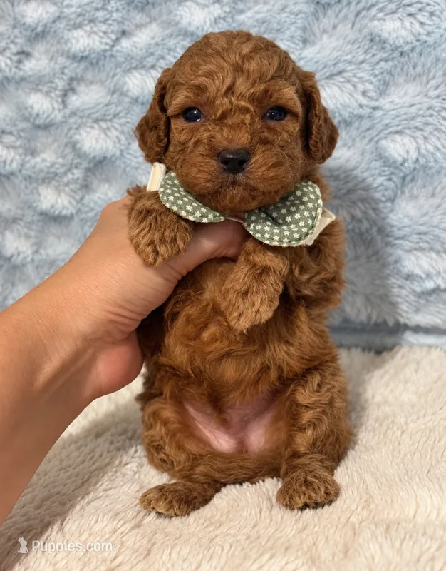 Ralphie – Cavapoo puppy for sale in Campbellsville, KY