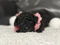 Luvie , a female Cavapoo for sale in Campbellsville, KY – 2 of 9