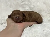 Dolly Mae, a female Cavapoo for sale in Campbellsville, KY – 1 of 3