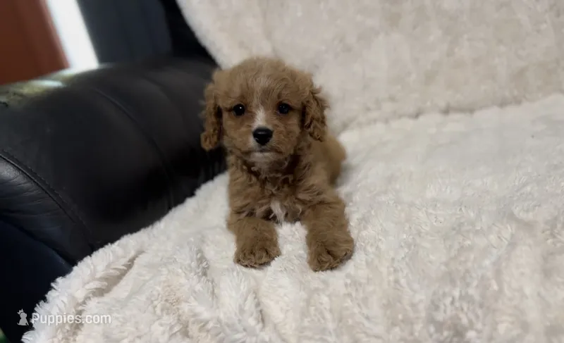 Teddy – Cavapoo puppy for sale in Campbellsville, KY