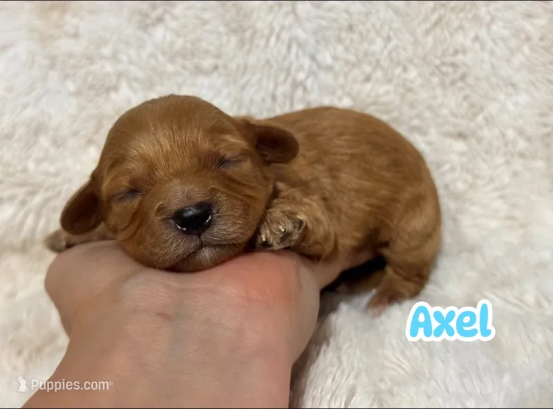 Axel – Cavapoo puppy for sale in Campbellsville, KY
