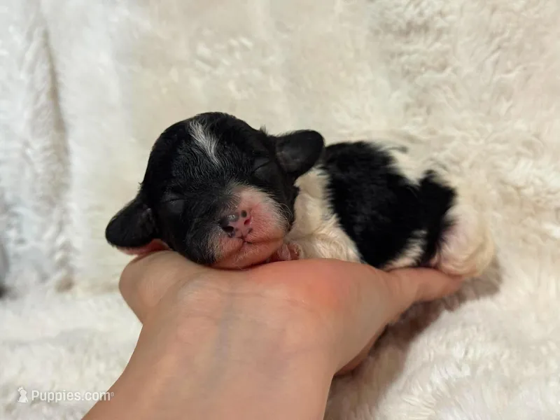 Harlen – Cavapoo puppy for sale in Campbellsville, KY