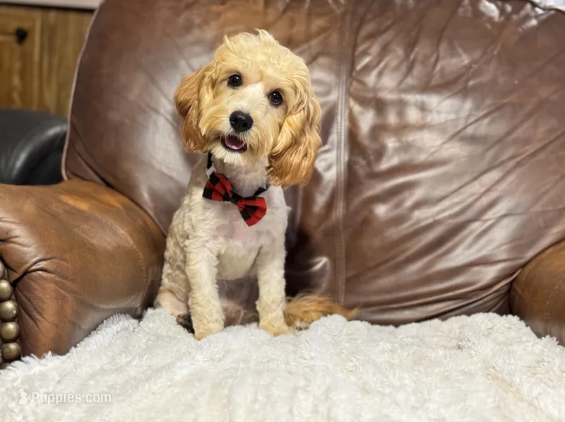 Teddy – Cavapoo puppy for sale in Campbellsville, KY