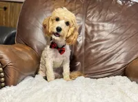 Teddy, a male Cavapoo for sale in Campbellsville, KY – 4 of 5