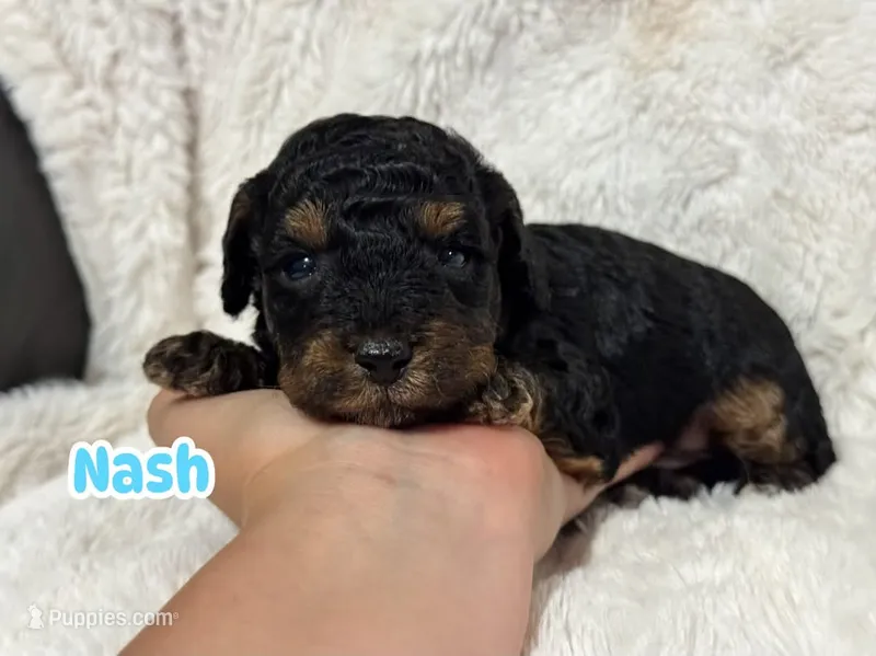 Nash – Poodle - Toy  puppy for sale in Campbellsville, KY