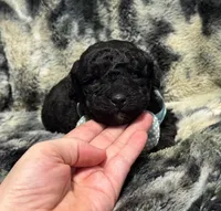 Bean, a male Miniature Aussiedoodle for sale in Campbellsville, KY – Photo 2 of 3
