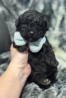 Bean, a male Miniature Aussiedoodle for sale in Campbellsville, KY – Photo 3 of 3