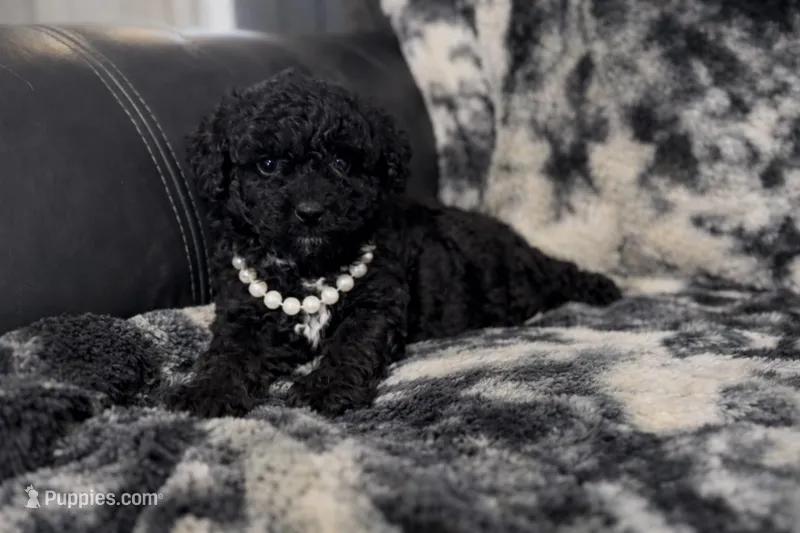 Bean – Miniature Aussiedoodle puppy for sale in Campbellsville, KY