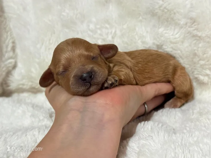 Teddy – Cavapoo puppy for sale in Campbellsville, KY
