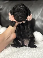 Lulu, a female Cavapoo for sale in Campbellsville, KY – 5 of 6