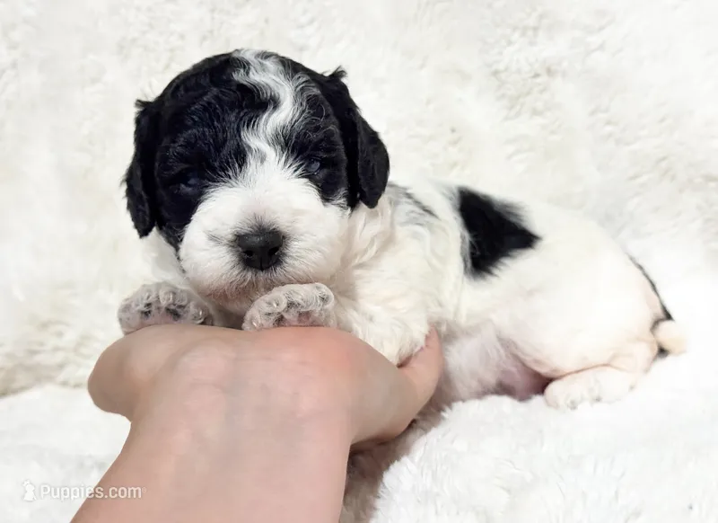 Harlow – Cavapoo puppy for sale in Campbellsville, KY
