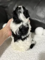 Livia, a female Cavapoo for sale in Campbellsville, KY – 5 of 7