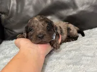 Dusty, a male Cavapoo for sale in Campbellsville, KY – Photo 4 of 4