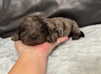 Dusty, a male Cavapoo for sale in Campbellsville, KY – Photo 2 of 4