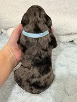 Dusty, a male Cavapoo for sale in Campbellsville, KY – Photo 3 of 4