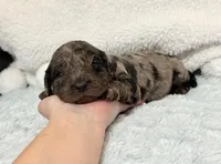 Dusty, a male Cavapoo for sale in Campbellsville, KY – Photo 1 of 4