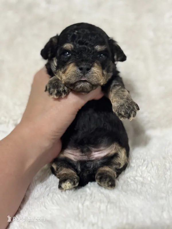 Boone  – Poodle - Toy  puppy for sale in Campbellsville, KY