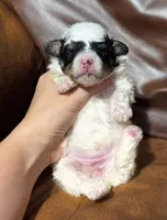 Bella, a female Poodle - Toy  for sale in Campbellsville, KY – 2 of 3