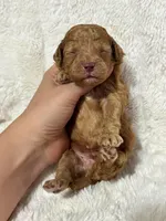 Ralphie, a male Cavapoo for sale in Campbellsville, KY – 3 of 5