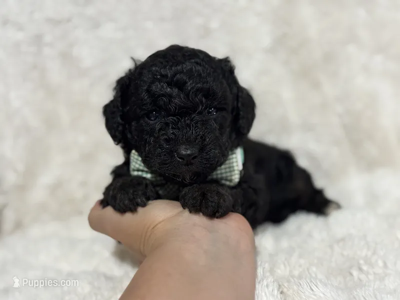 Oscar  – Miniature Aussiedoodle puppy for sale in Campbellsville, KY