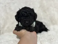 Oscar , a male Miniature Aussiedoodle for sale in Campbellsville, KY – 5 of 7