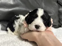 Livia, a female Cavapoo for sale in Campbellsville, KY – 4 of 7