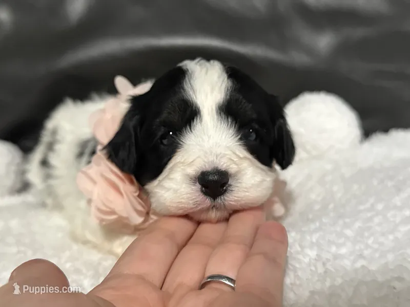 Livia – Cavapoo puppy for sale in Campbellsville, KY