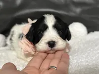 Livia, a female Cavapoo for sale in Campbellsville, KY – 1 of 7